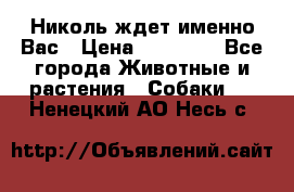 Николь ждет именно Вас › Цена ­ 25 000 - Все города Животные и растения » Собаки   . Ненецкий АО,Несь с.